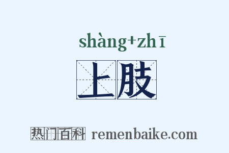 上肢是什么意思的图片